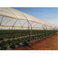 Tunnel-600 agricultural economical greenhouse